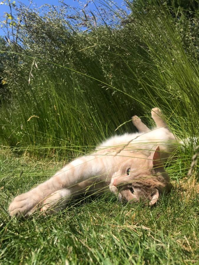 Landligt Ophold Pa Midtgard Daire Vamdrup Dış mekan fotoğraf